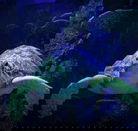 Sydney's Aquarium - Restaurant Guide