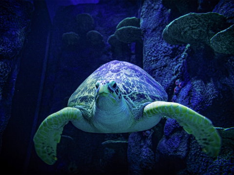 Sydney's Aquarium - Restaurant Guide 0