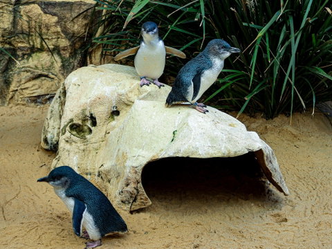 Sydney's Aquarium - Restaurant Guide 2