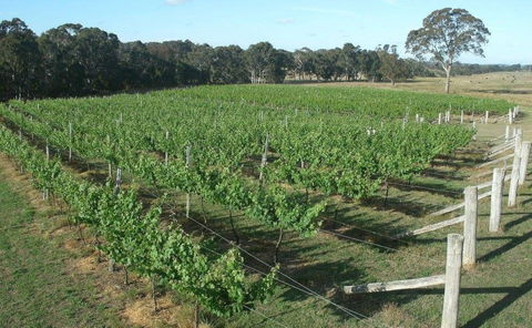 Yarralaw Springs Wines  - Cellar Door Wine Tasting - Restaurant Guide 1