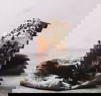 Only Mine - Restaurant Guide