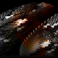 The Ox and Hound Bistro