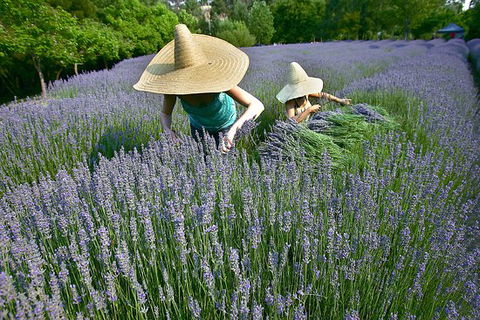 Lavandula Swiss Italian Farm - Restaurant Guide 0