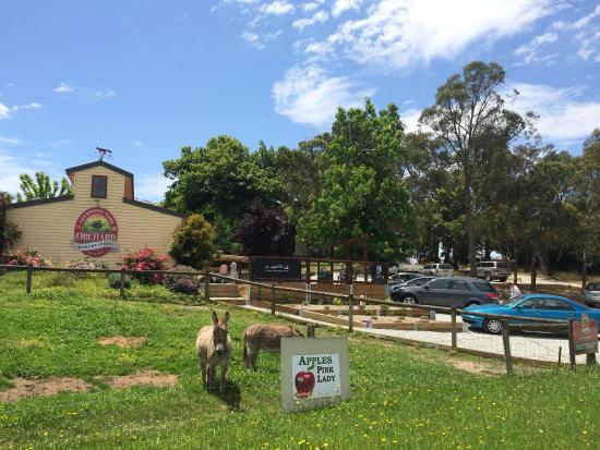 Sherwood Park Orchard Bakery Cafe Bunyip
