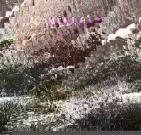 Monella Gelato - Restaurant Guide