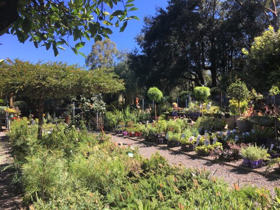 Yatte Yattah NSW Restaurant Guide