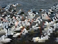 The Red PepperGourmet Pizza and Pasta