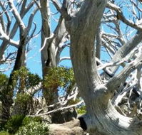 Alpine Eyre - Restaurant Guide