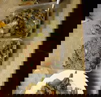Holbrook Chinese Restaurant - Restaurant Guide