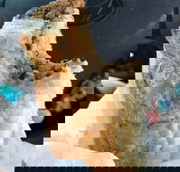 Foster's Bakery - Restaurant Guide