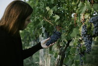Rowlee Vine To Table Experience