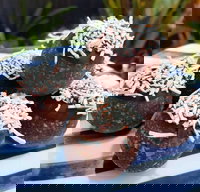 Beaumaris Takeaway and Beaumaris Restaurant Guide Restaurant Guide