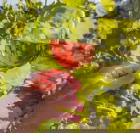 Breakfast Creek Vineyard - Restaurant Guide