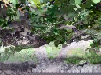 Tatachilla Takeaway and Tatachilla Restaurant Guide Restaurant Guide