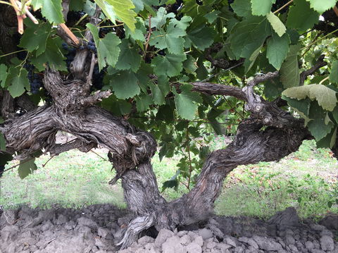 Nick Haselgrove Wines - Restaurant Guide 0