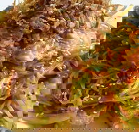 Saigon - Restaurant Guide