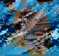 Charles St Pizza  Pasta - Restaurant Guide