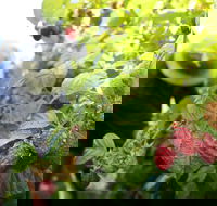 Springwood Farm Berries - Restaurant Guide