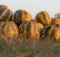 Australian Pumpkin Seed Company - Restaurant Guide