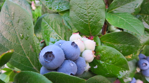 Tuckerberry Hill - Restaurant Guide 0