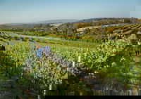 Wills Domain