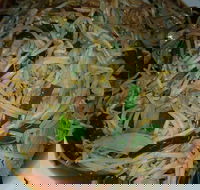 Old Kingdom - Surrey Hills - Restaurant Guide