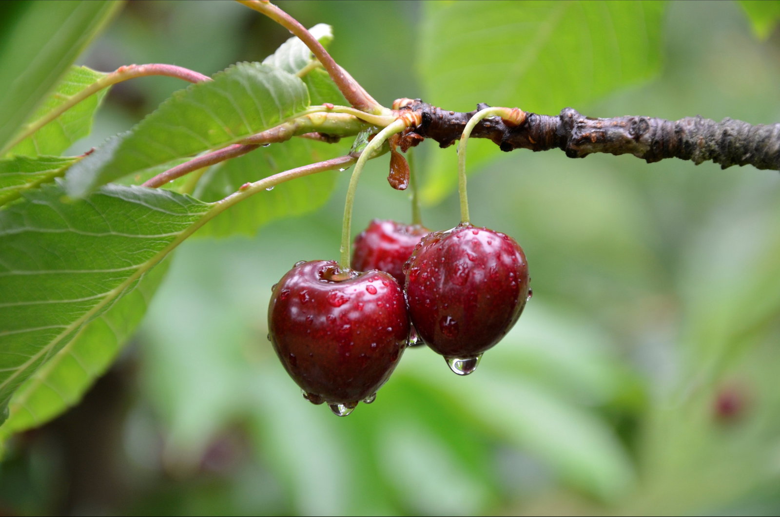 Red Hill Cherry Farm Red Hill