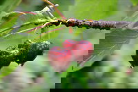 Red Hill Cherry Farm