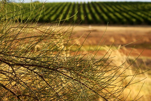 Haselgrove Wines - Restaurant Guide 1