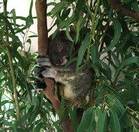 Wild Life Hamilton Island - Restaurant Guide