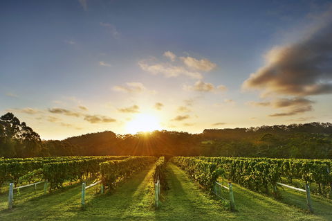 Singlefile Wines - Restaurant Guide 1