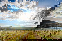 Fallen Giants Vineyard