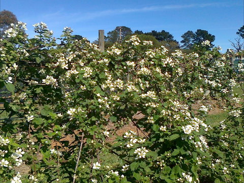 Huntley Berry Farm - Restaurant Guide 0