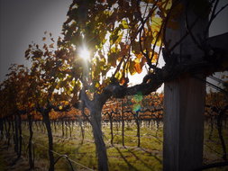 Wyberba Restaurants and Takeaway Restaurant Guide Restaurant Guide