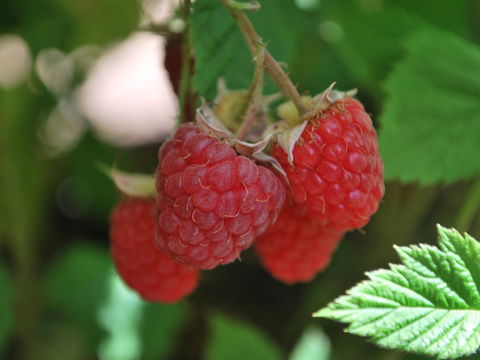 Westerway Raspberry Farm - Restaurant Guide 0