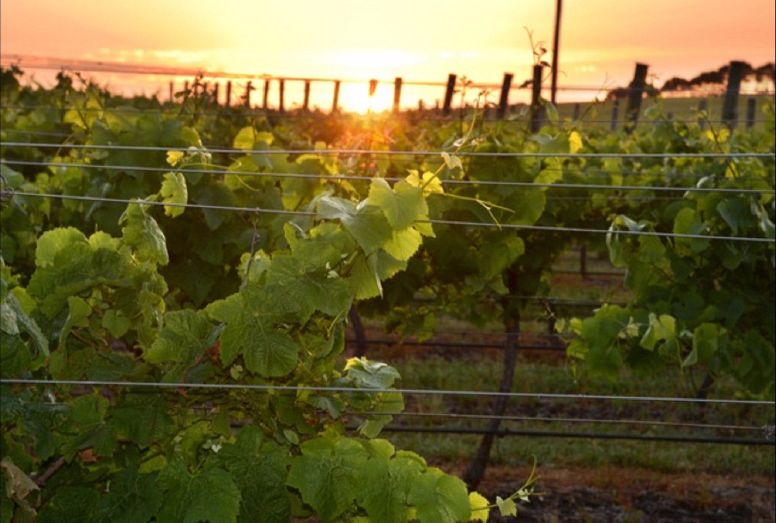 Bennetts on Bellarine Winery Bellarine