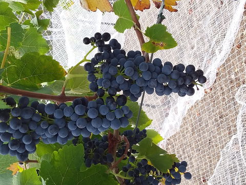 Clayfield Wines - Restaurant Guide 1