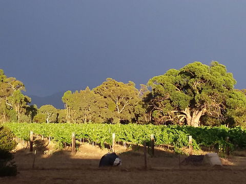 Clayfield Wines - Restaurant Guide 2