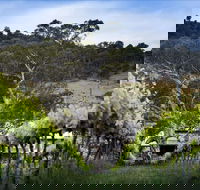 Mount Majura Vineyard - Restaurant Guide
