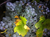 Faisan Estate Wines