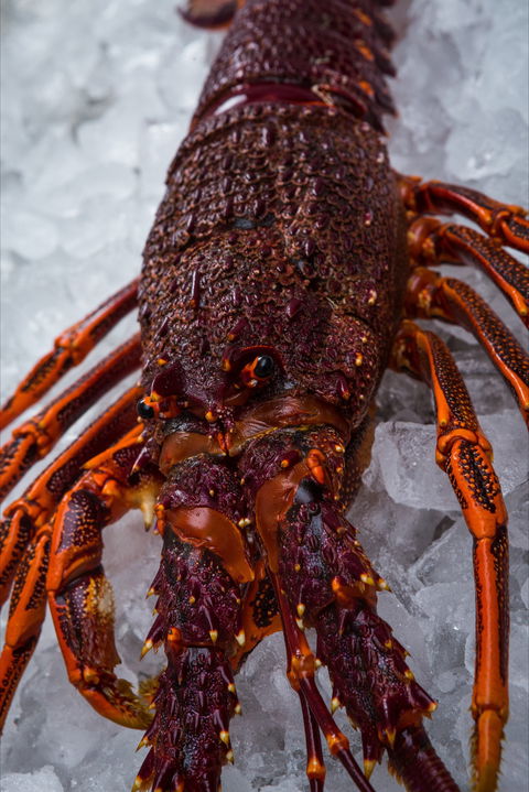 Lobster Shack Tasmania - Restaurant Guide 0