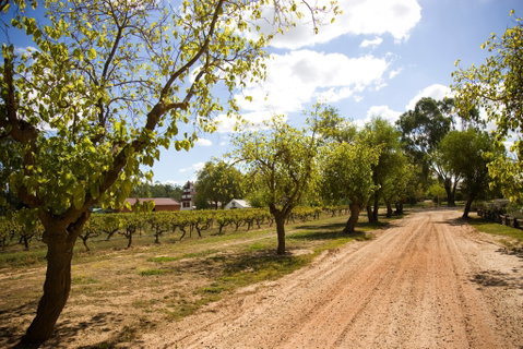 Tahbilk Winery And Vineyard - Restaurant Guide 1