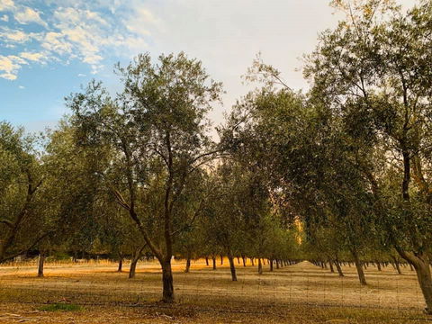 Talinga Grove - Restaurant Guide 1