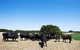 Hillock Downs Produce Store - thumb 0
