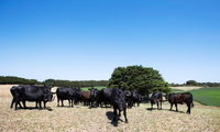 Hillock Downs Produce Store
