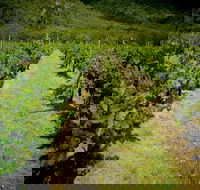 Gartelmann Wines - Restaurant Guide