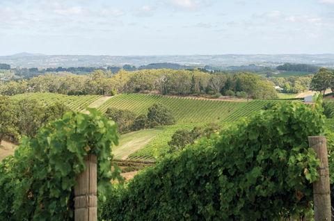 Pike And Joyce Wines - Restaurant Guide 2