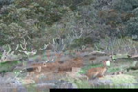 Hahndorf Venison