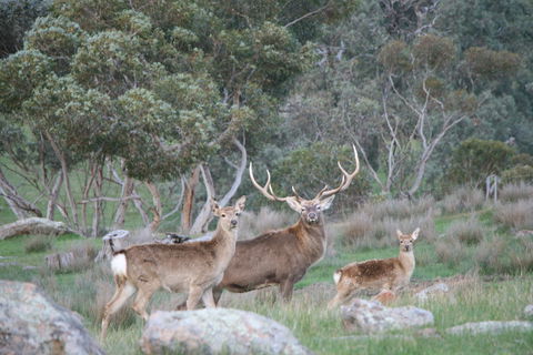 Hahndorf Venison - Restaurant Guide 0