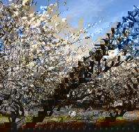 Allambie Orchard and Cafe - Restaurant Guide